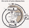 lymecycle.gif (42095 bytes)