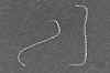 leptospira.jpg (56195 bytes)