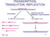 RNA12.jpg (55341 bytes)