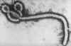 ebola.jpg (70263 bytes)