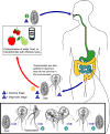 Giardia-lc.gif (39009 bytes)