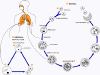 Pneumocystis-lc.gif (29633 bytes)