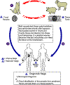 Toxoplasma-lc.gif (18764 bytes)