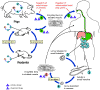 TrichinellaLifeCycle.gif (26203 bytes)