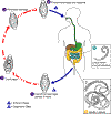 Trichuris-lc.gif (16992 bytes)