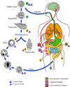 e-histol-life.gif (38961 bytes)