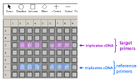 cDNA.gif (24539 bytes)